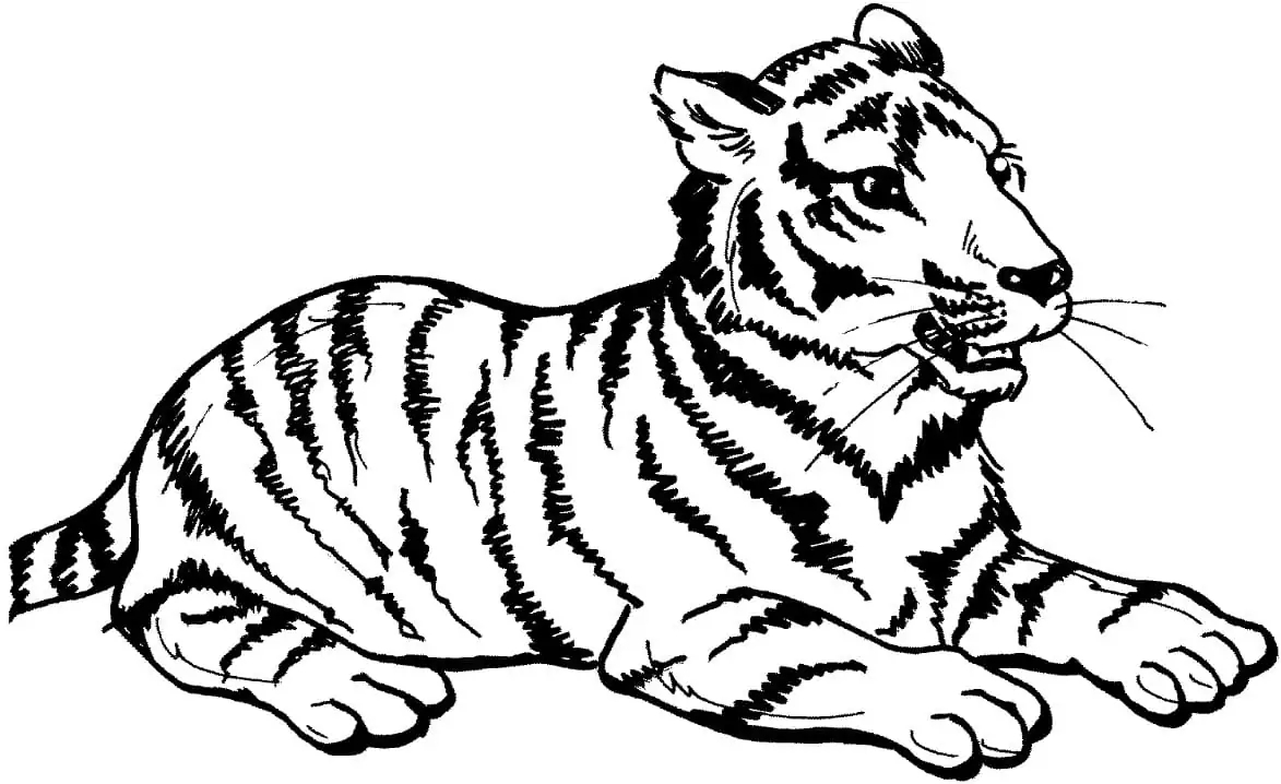 Tiger Sits