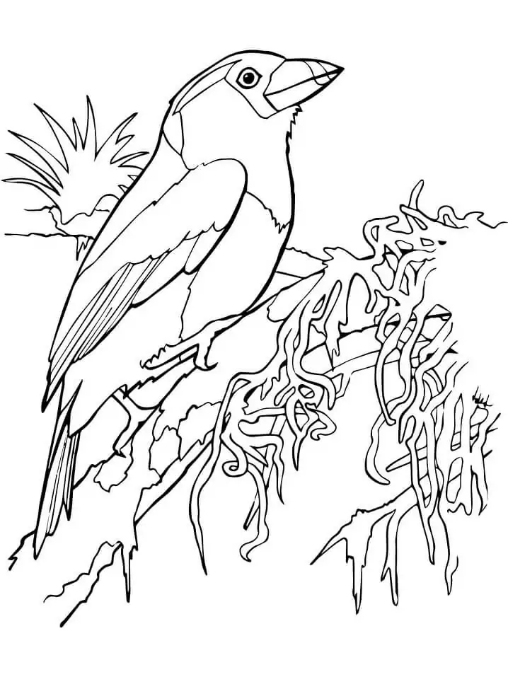 Toucan Barbet