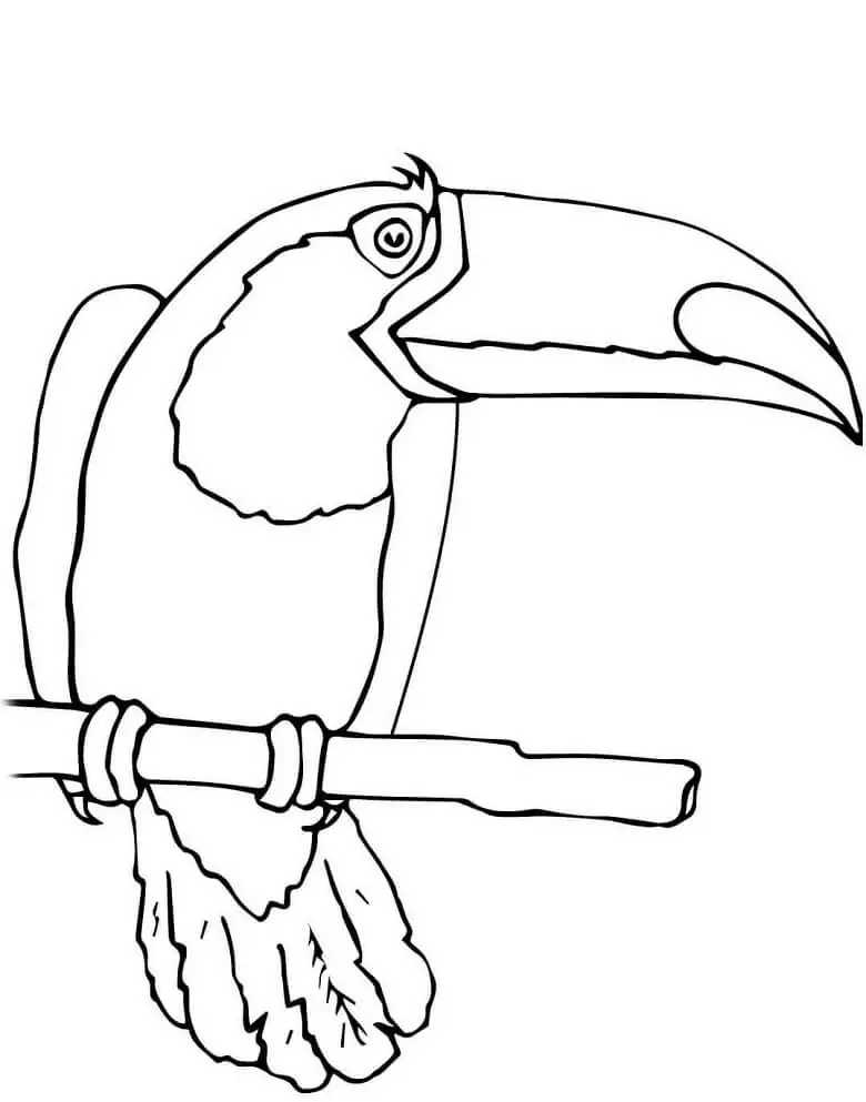 Toucan Bird 1
