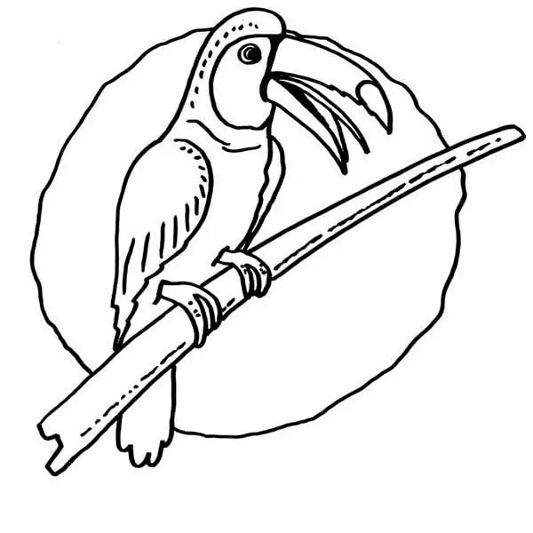 Toucan Bird 2
