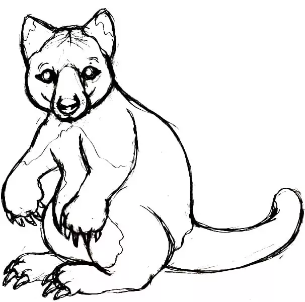 Tree Kangaroo Sketch