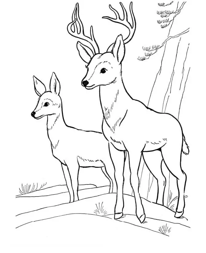 Two Deers