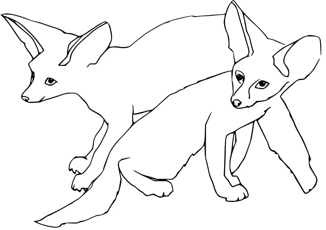 Two Fennec Foxes