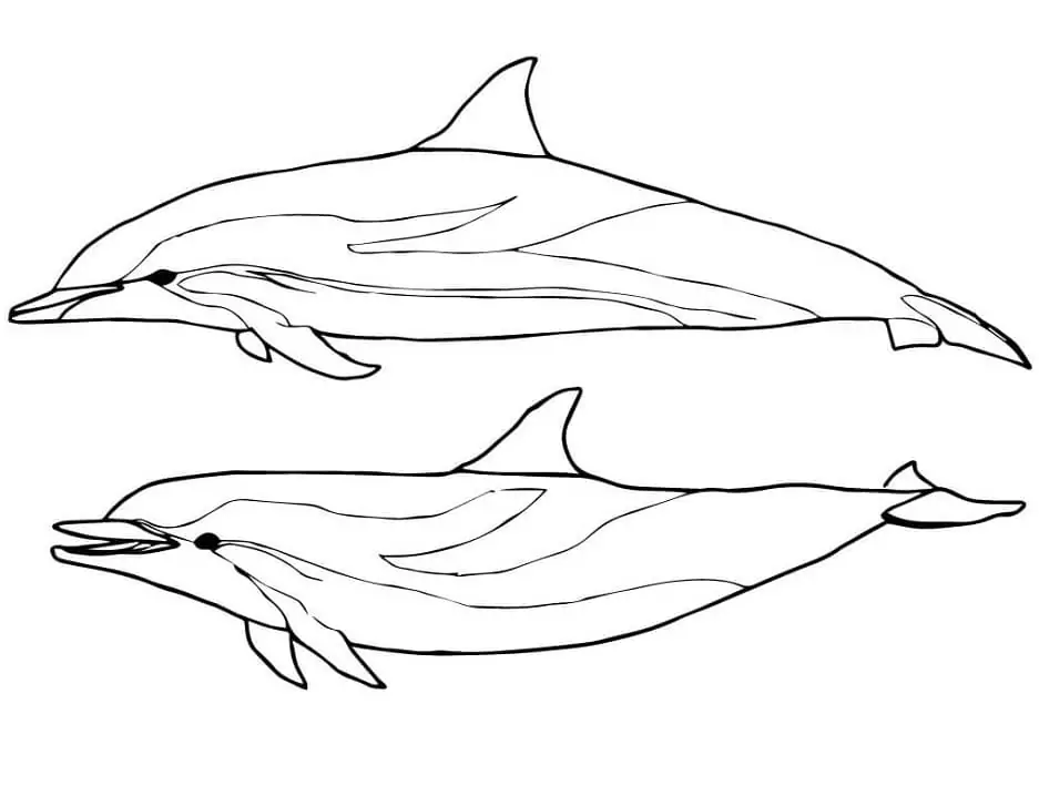 Two Striped Dolphins