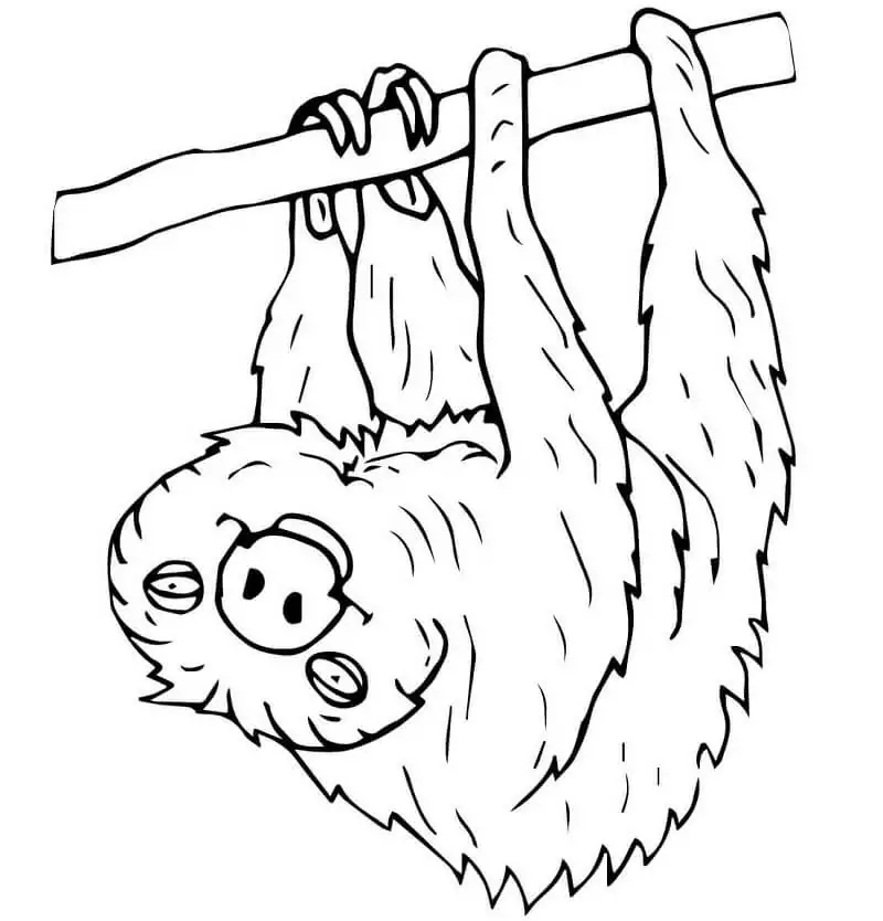 Two Toed Sloth 1