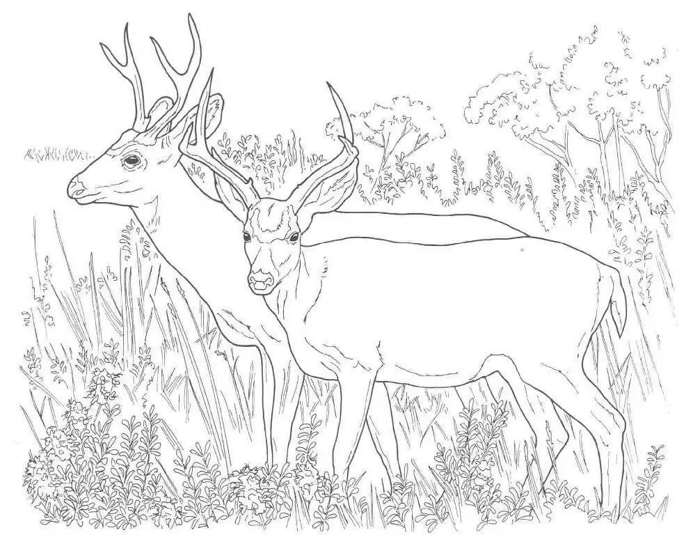Two White Tailed Deers