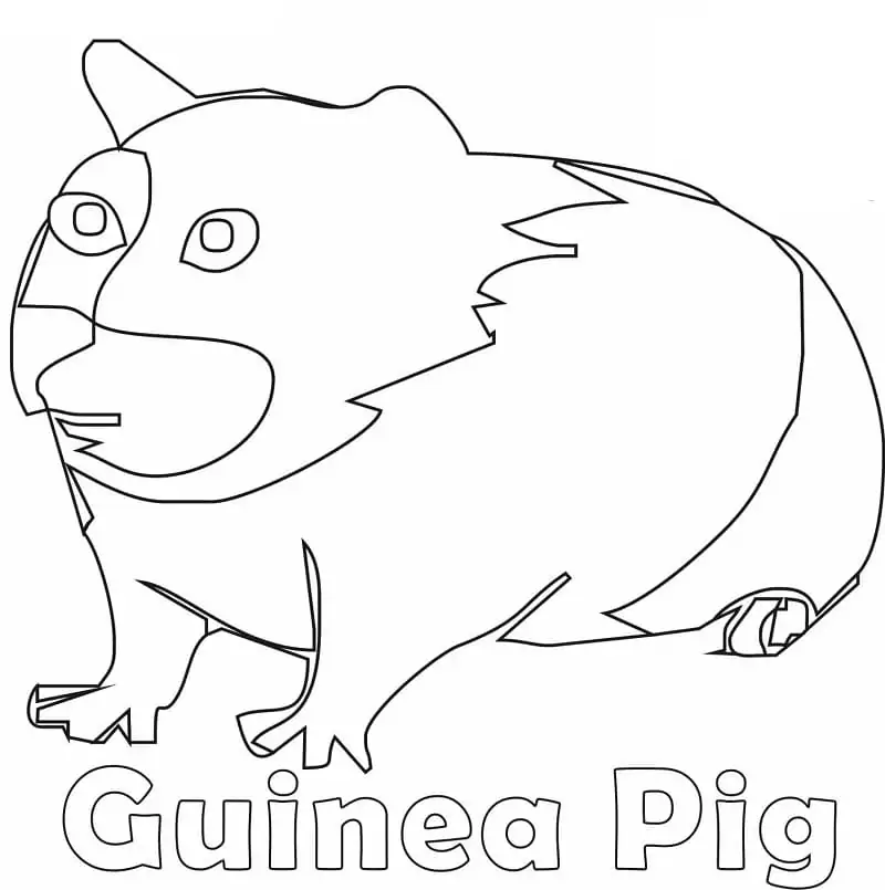 Ugly Guinea Pig
