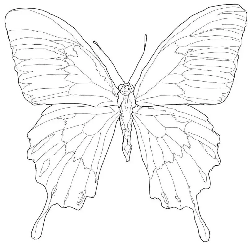 Ulysses Butterfly 1