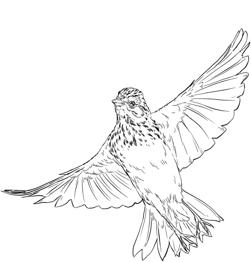 Vesper Sparrow Flying