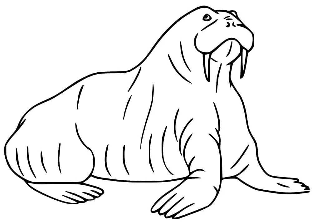 Walrus 15