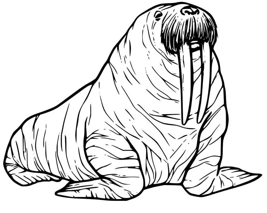 Walrus 20