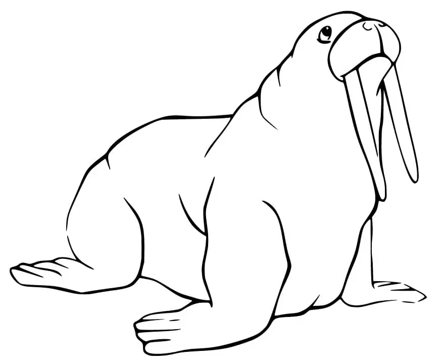 Walrus 7