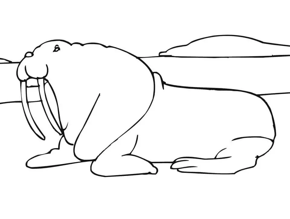 Walrus on a Rookery