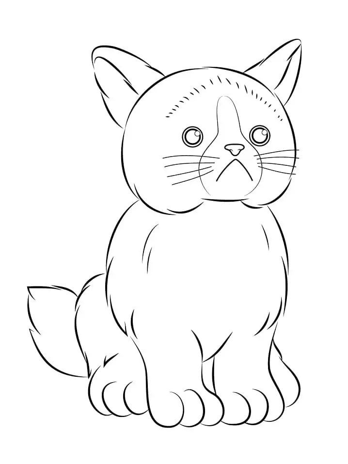 Webkinz Grumpy Cat