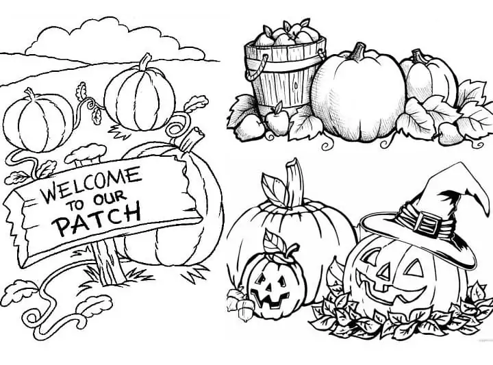 Welcome to Our Pumpkin Patch