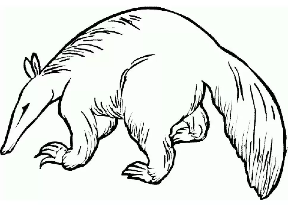 Wild Aardvark