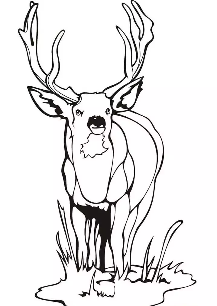 Wild Deer 1