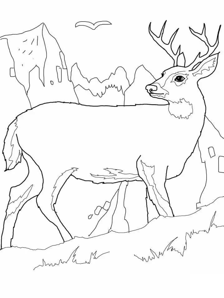 Wild Deer 3