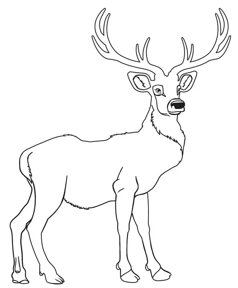 Wild Deer 4