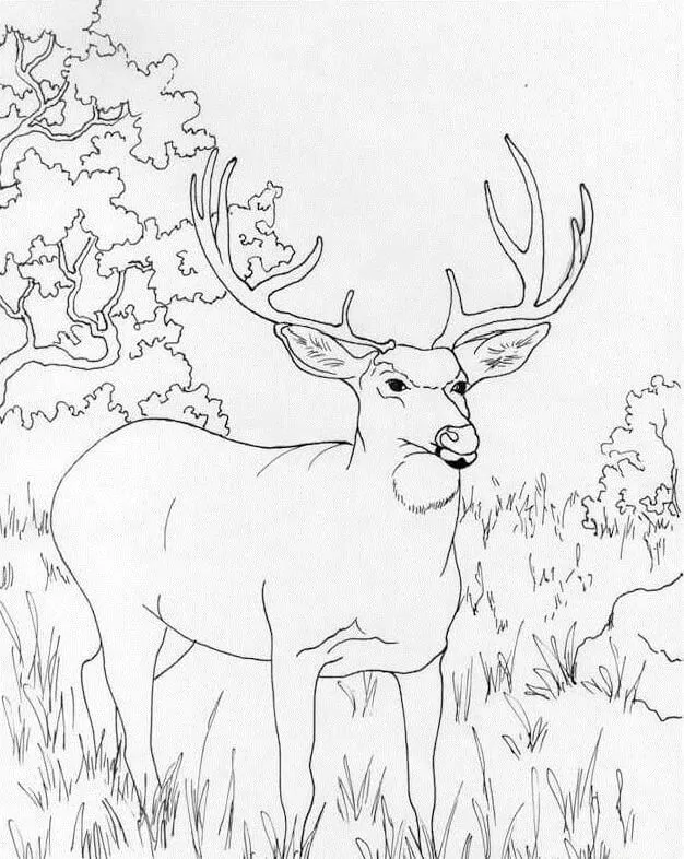 Wild Deer 6