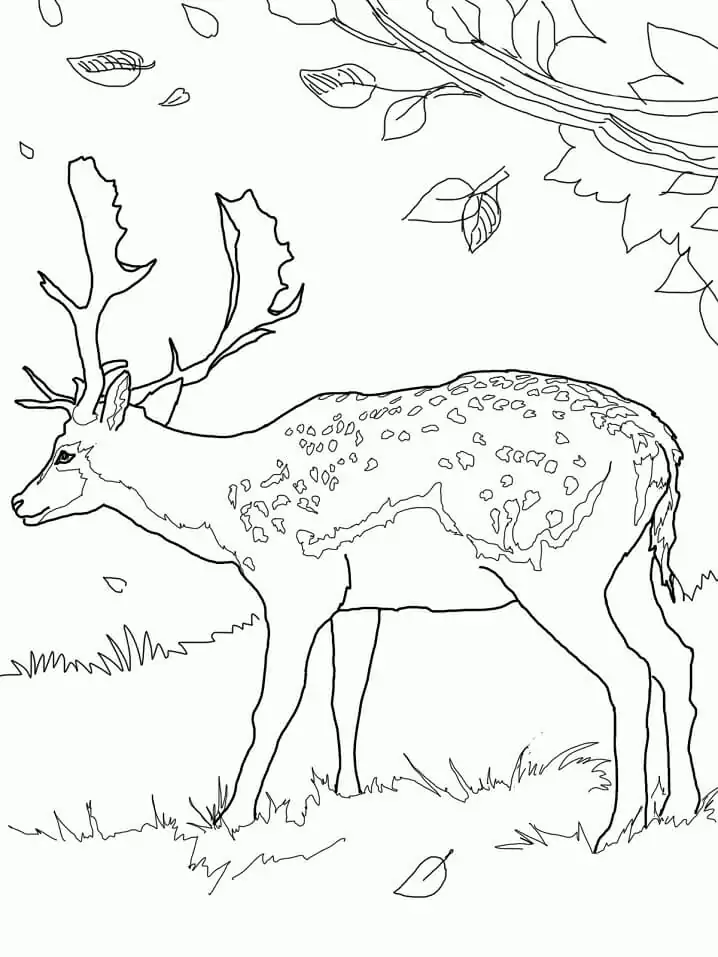 Funny Deer Coloring Page - Free Printable Coloring Pages for Kids