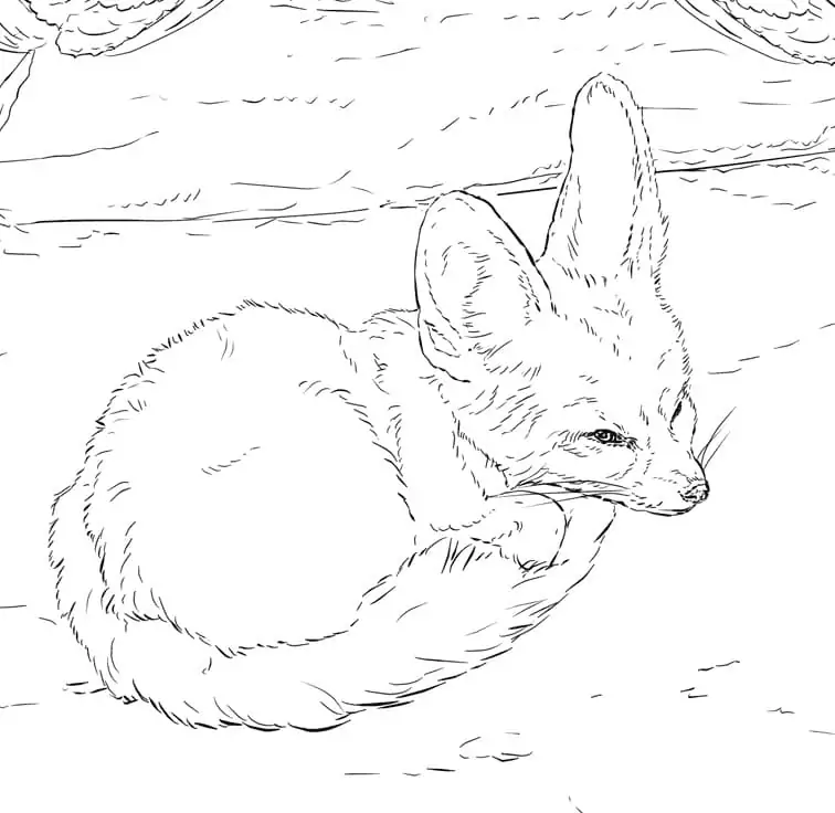 Wild Fennec Fox