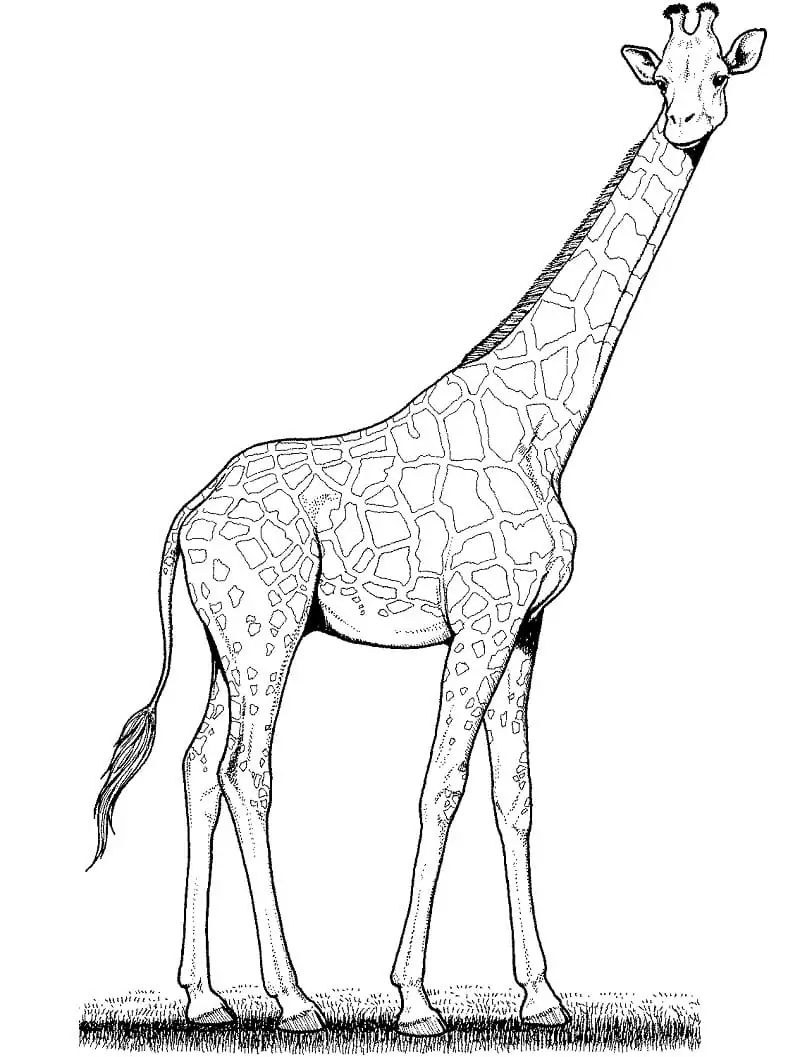 Wilde Giraffe