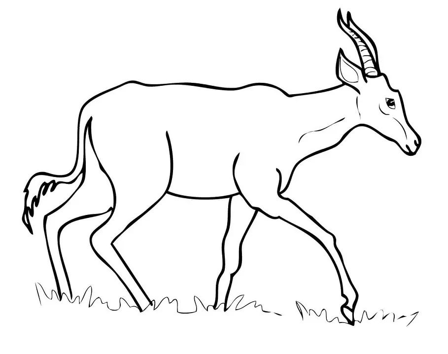 Hartebeest