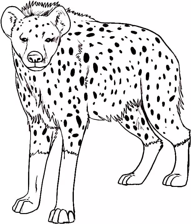 Wild Hyena