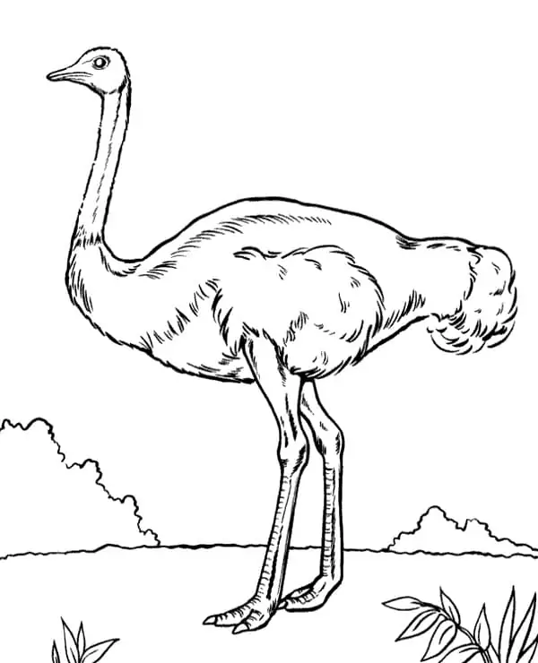 Wild Ostrich
