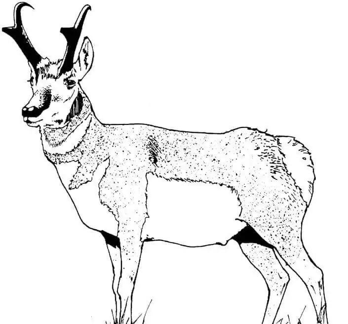 Wild Pronghorn