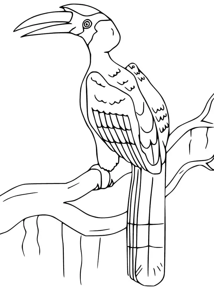 Great Hornbill – Coloring by Numbers worksheet