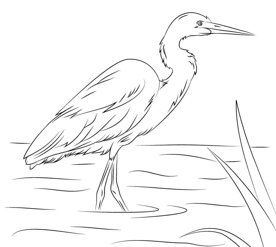 Yellow Billed Egret