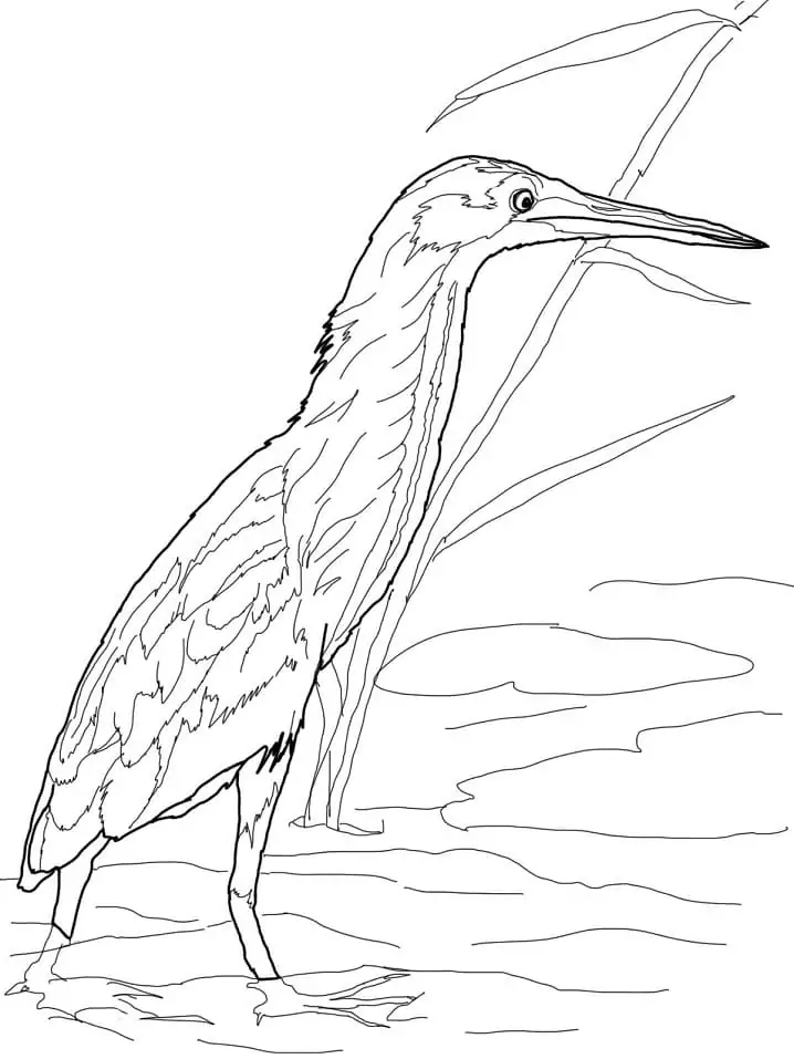 Yellow Bittern