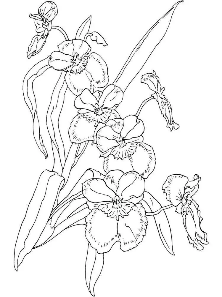 Free Orchids - Coloring Pages