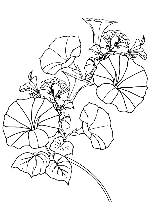 Free Printable Morning Glory