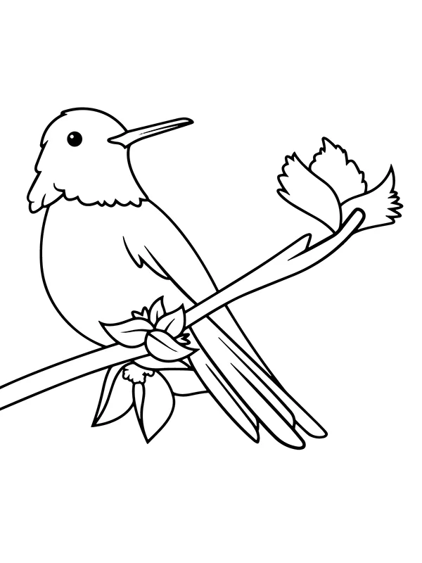 Hummingbird - Coloring Pages