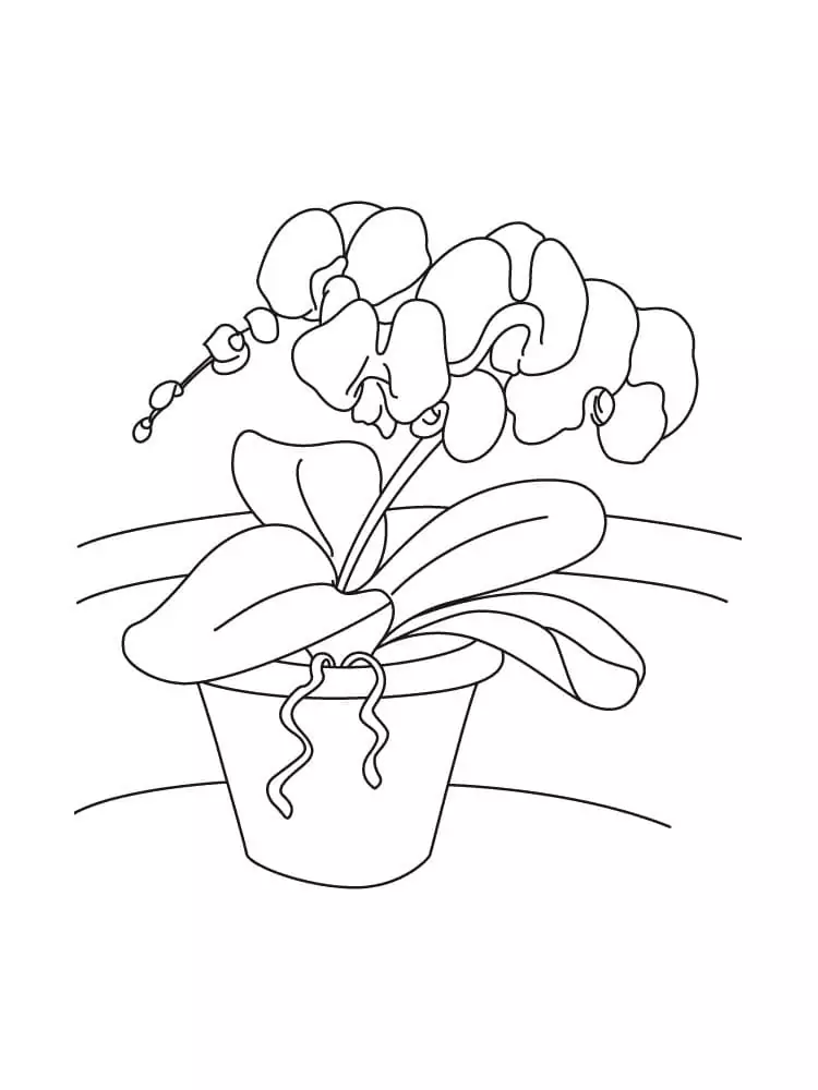 Free Orchid Coloring Page - Free Printable Coloring Pages for Kids