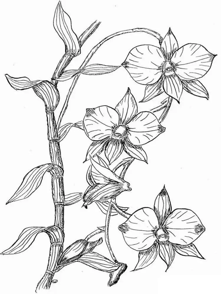 Free Orchid Coloring Page - Free Printable Coloring Pages for Kids