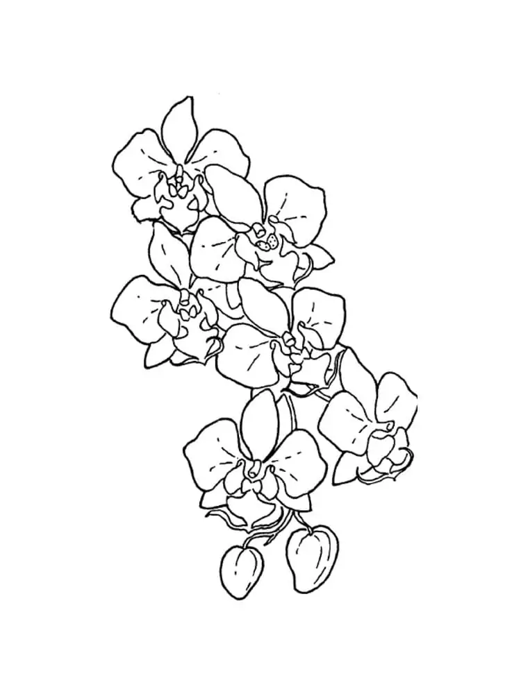 Free Orchid Coloring Page - Free Printable Coloring Pages for Kids