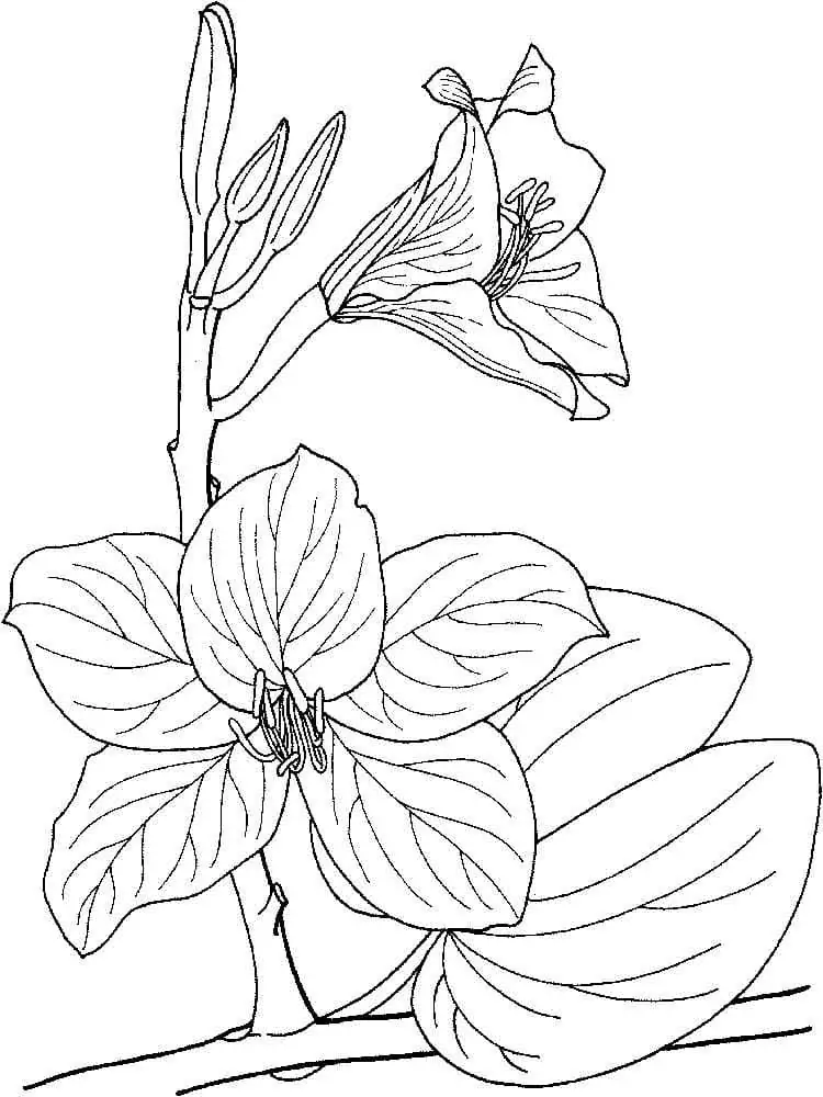 Pretty Orchids Coloring Page - Free Printable Coloring Pages for Kids