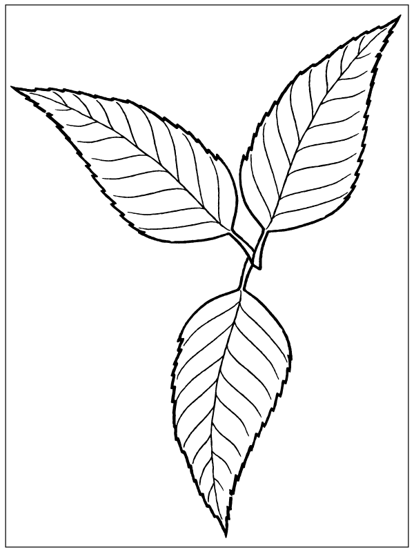 Leaf - Coloring Pages